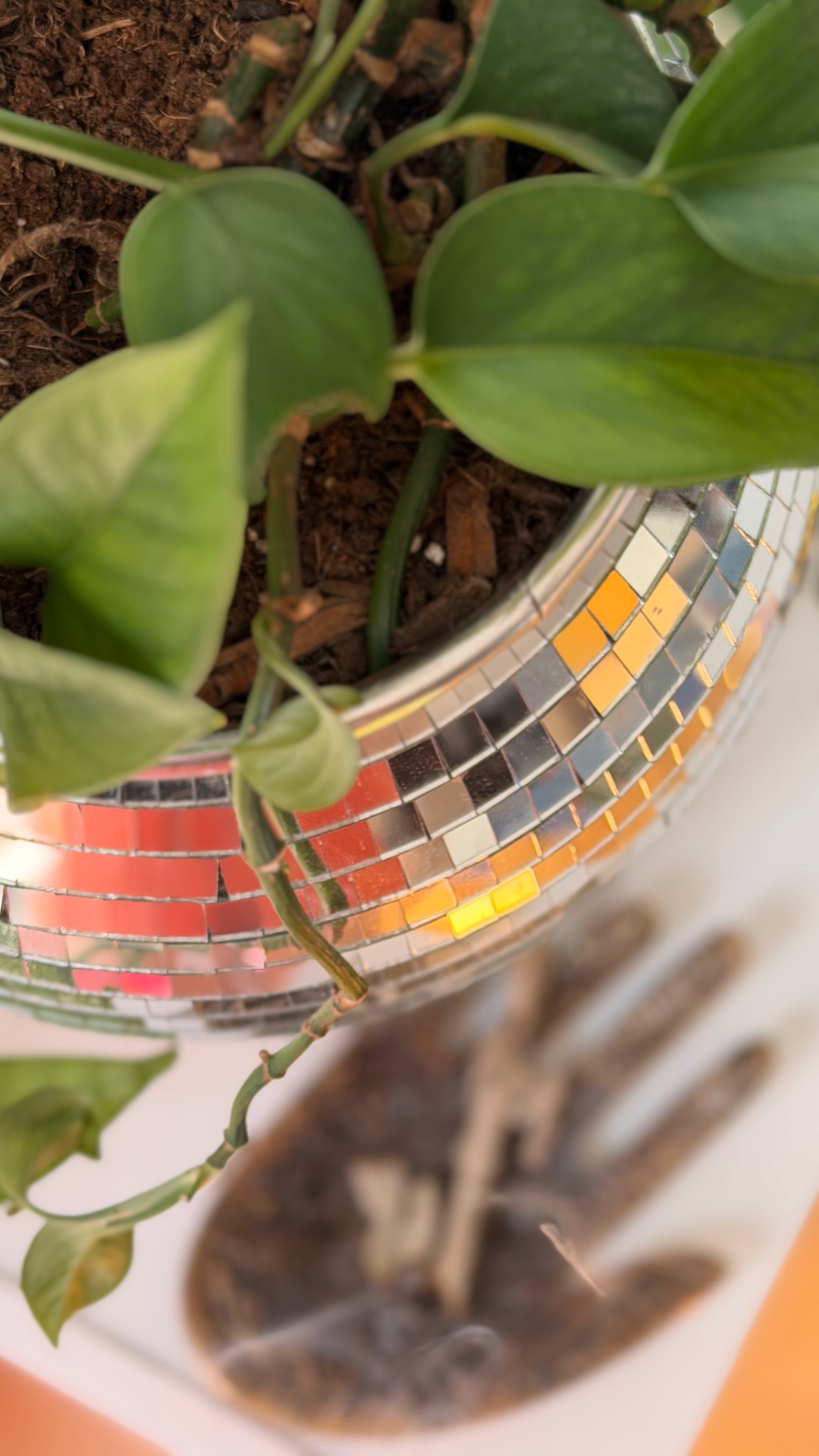 Mirrored disco ball catching afternoon light beside trailing pothos leaves